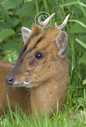 Muntjac